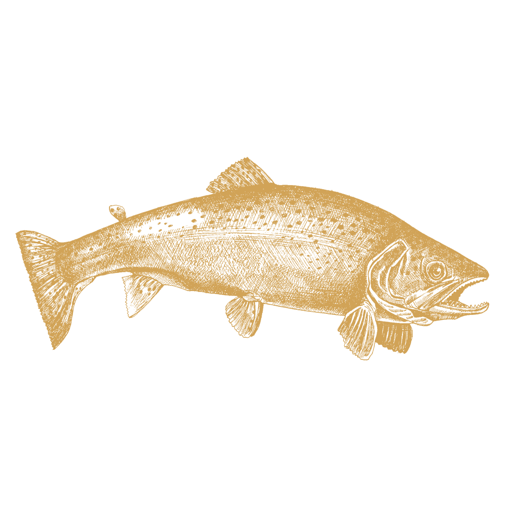 Regnbueørret