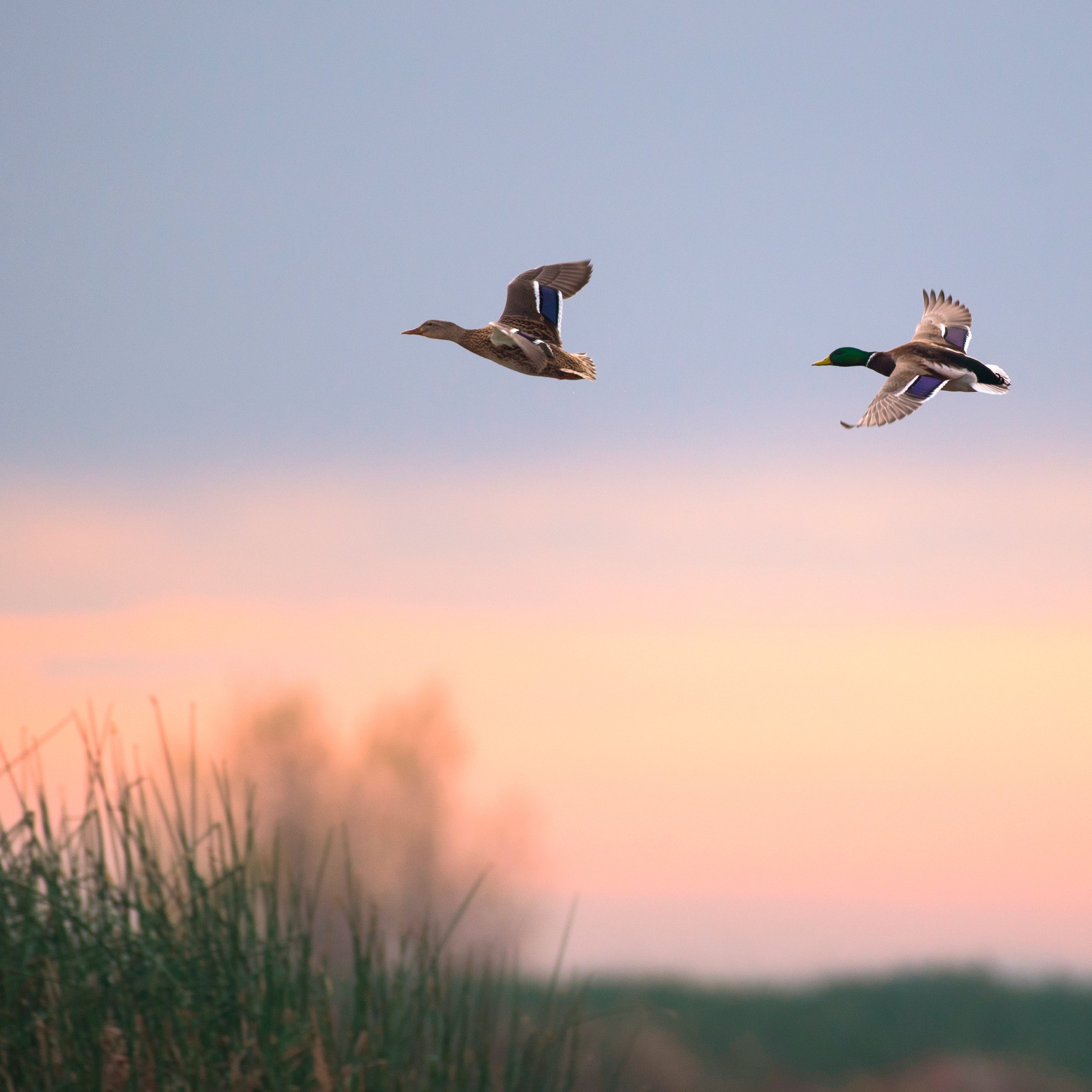 THE BEGINNING LARGE BREED, 2,5KG