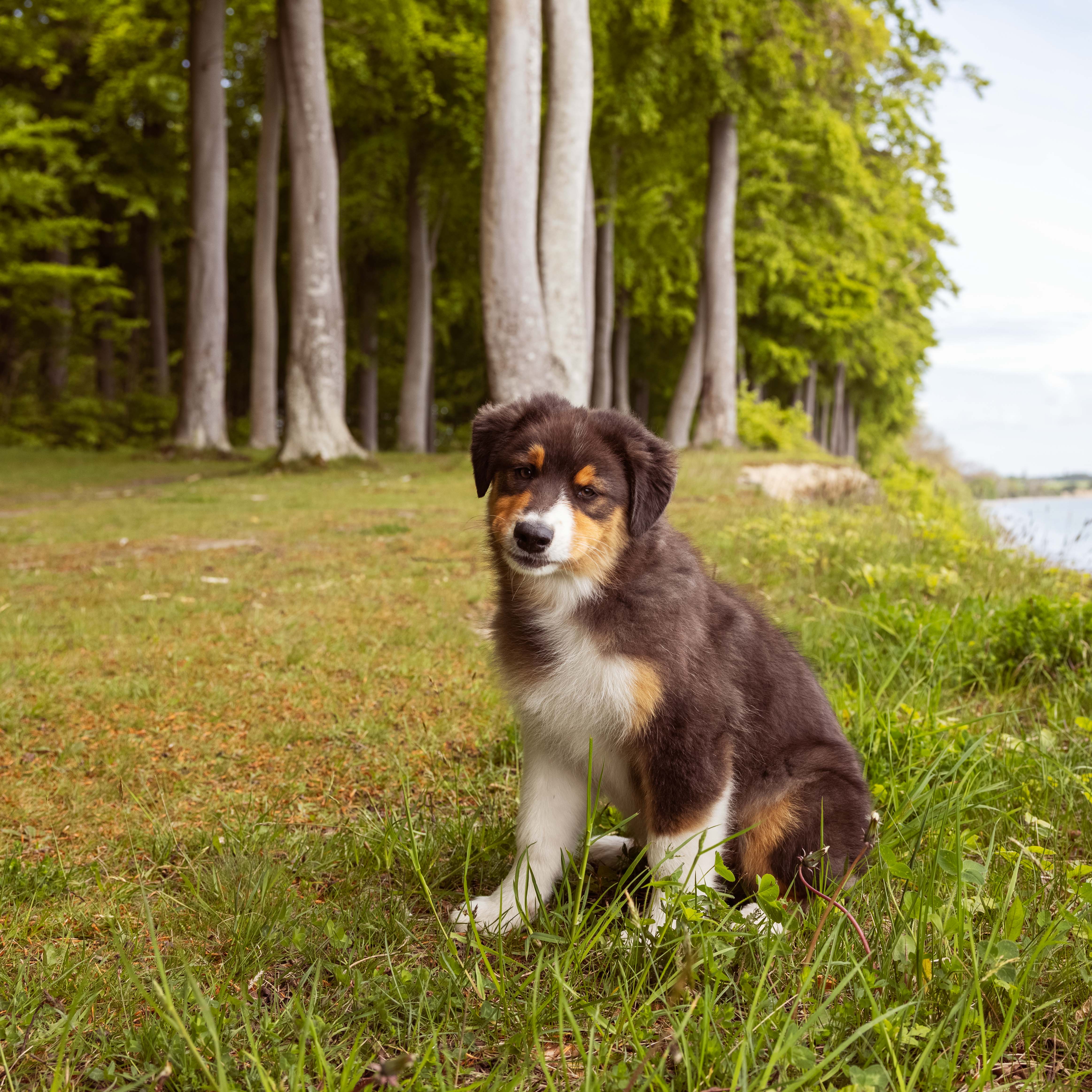 THE BEGINNING LARGE BREED, 10KG