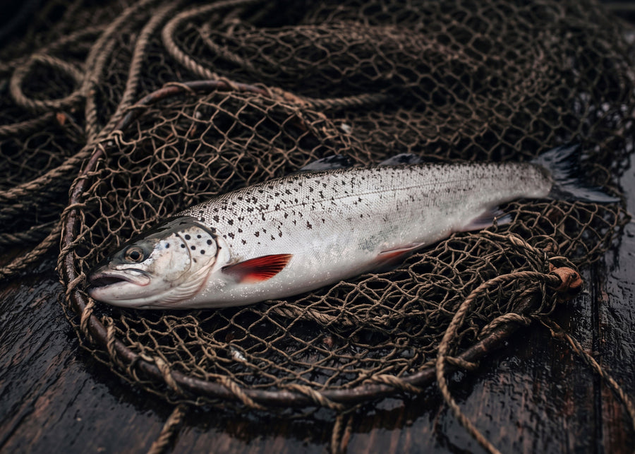 Scottish Trout