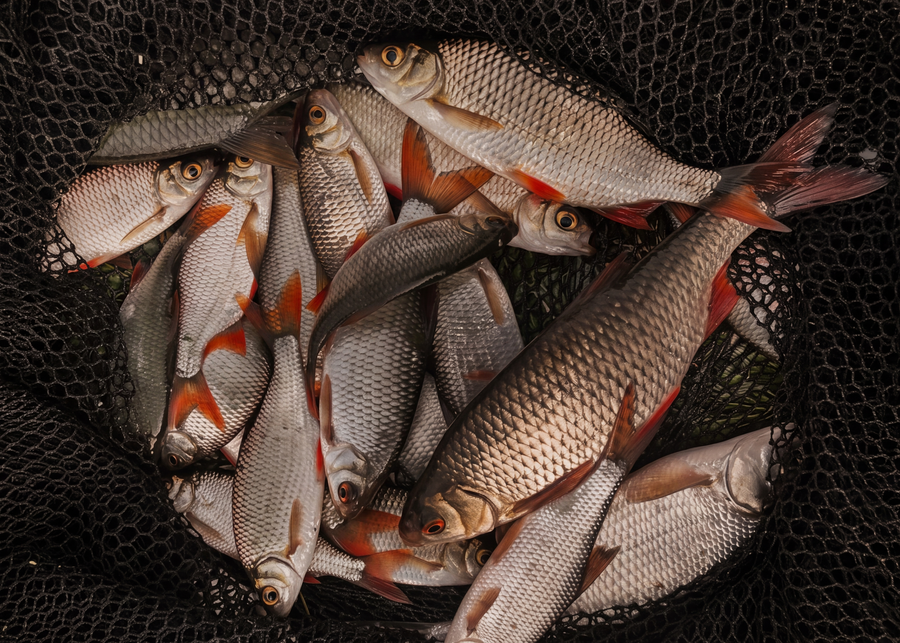 Sæsonens udvalgte fisk