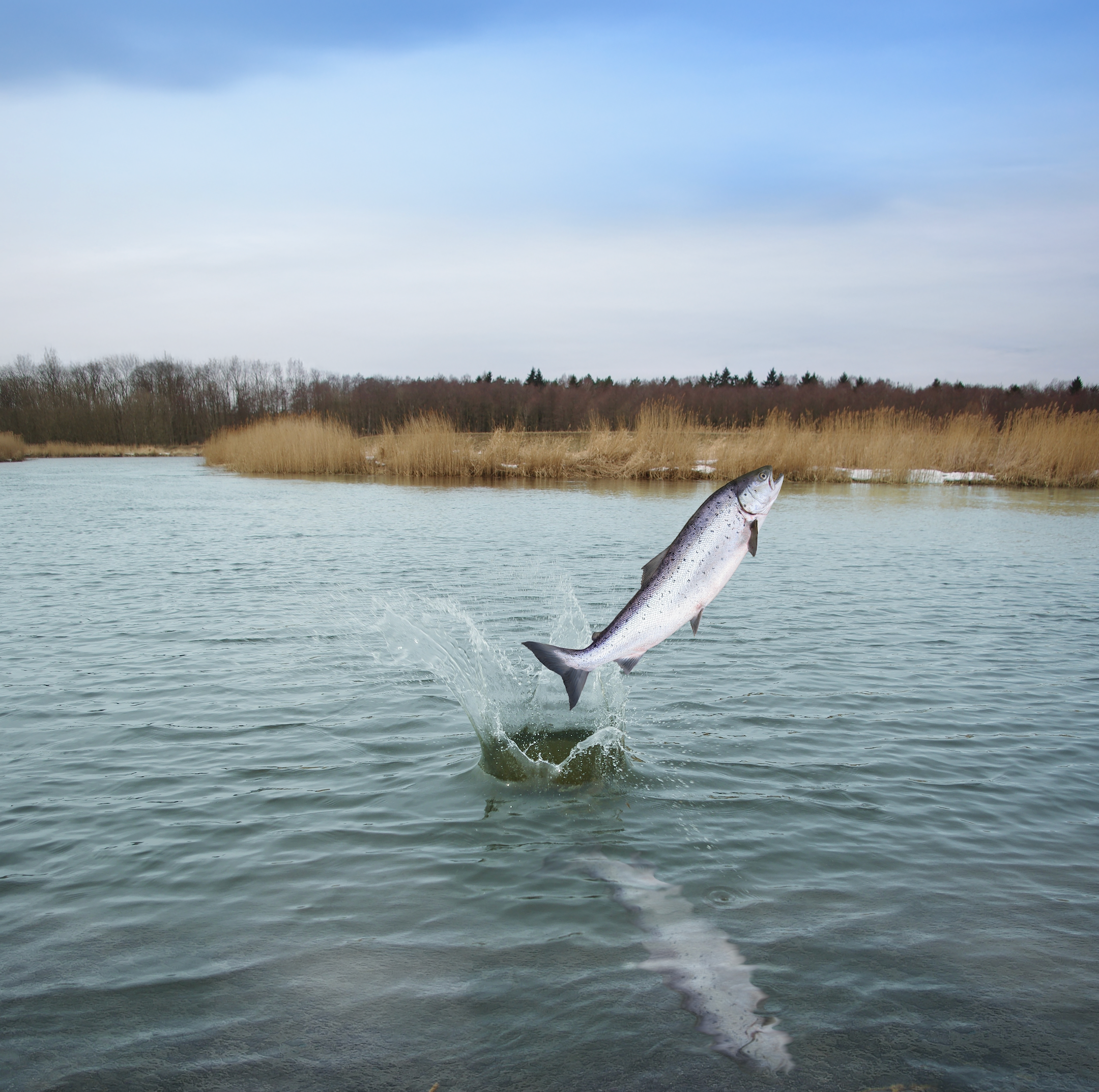 OUR FINEST NAUTICAL LIVING, 10KG