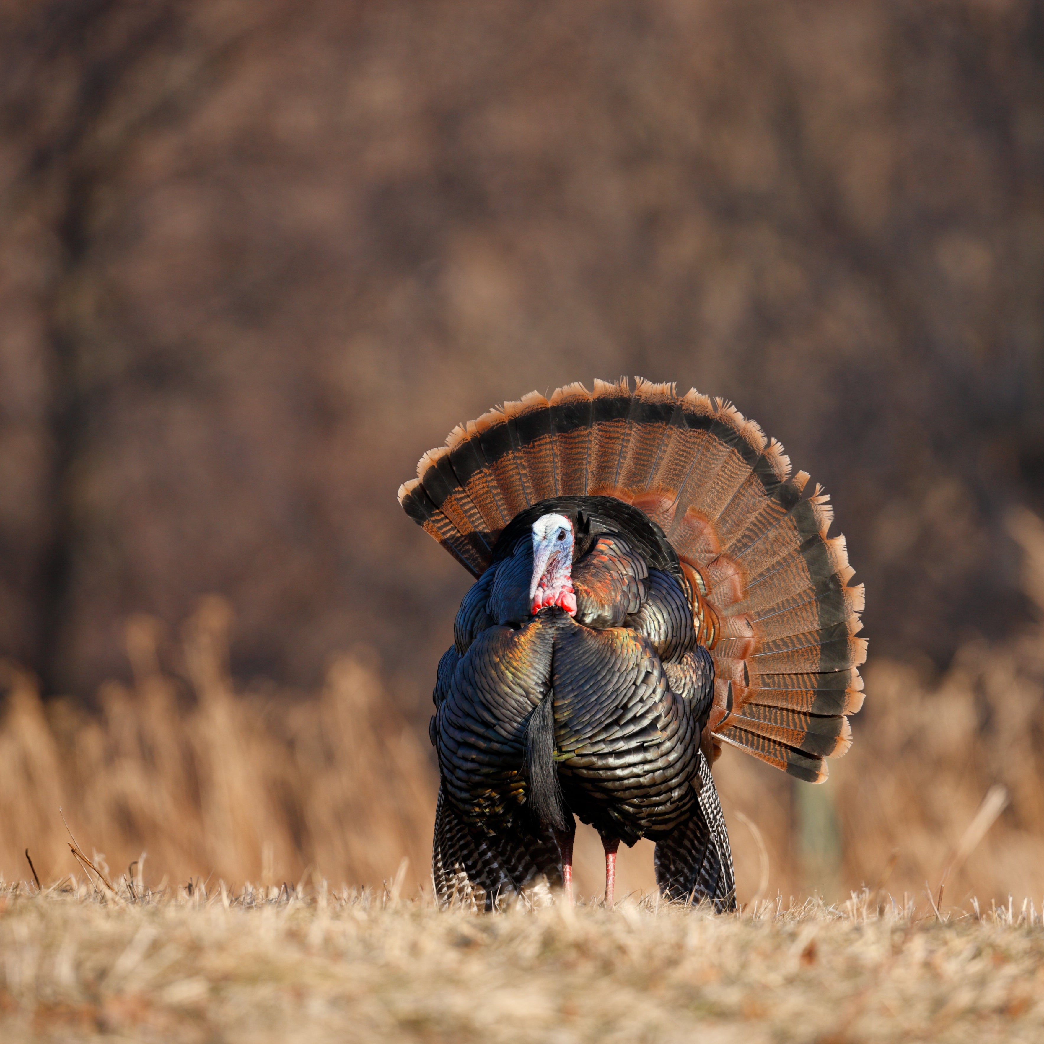 OUR FINEST HIGHLAND LIVING, 2.5KG